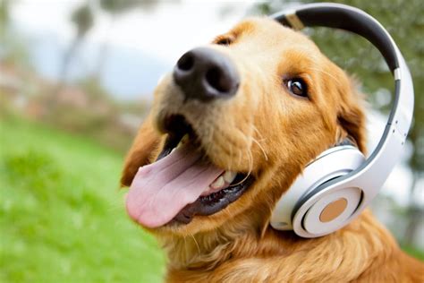 Do Dogs Listen to Music? A Deeper Exploration into the Canine Music Experience